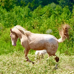 Load image into Gallery viewer, The Cowboy Cut Boys and Camas
