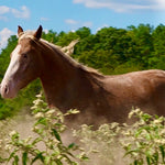Load image into Gallery viewer, The Cowboy Cut Boys and Camas
