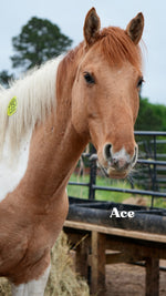 Load image into Gallery viewer, Want to stay connected with one of these lucky horses?!
