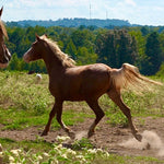 Load image into Gallery viewer, The Cowboy Cut Boys and Camas
