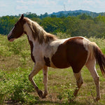 Load image into Gallery viewer, The Cowboy Cut Boys and Camas
