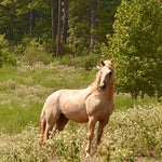 Load image into Gallery viewer, The Cowboy Cut Boys and Camas
