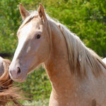 Load image into Gallery viewer, The Cowboy Cut Boys and Camas

