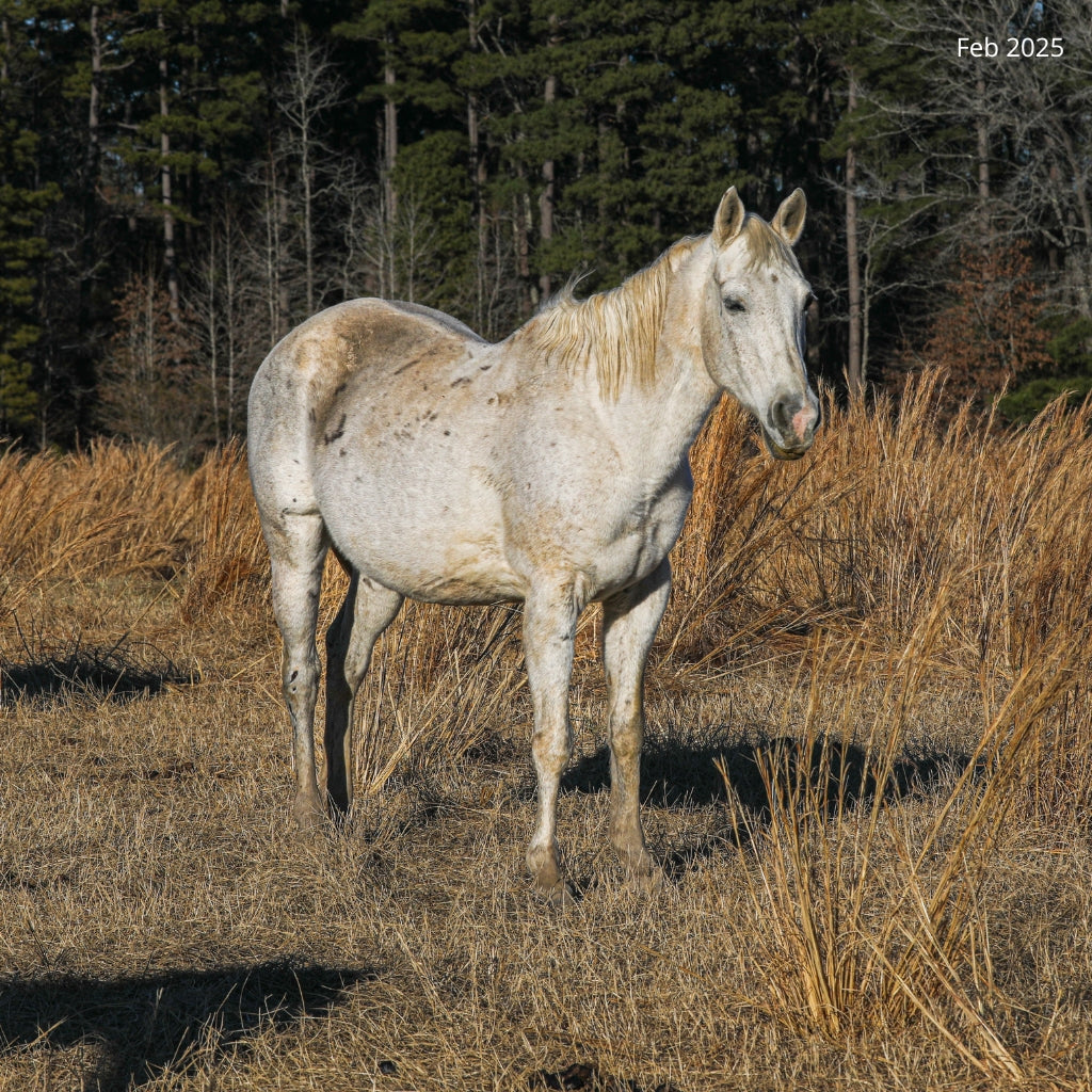 $15 out of $200 Needed to be Fully Sponsored Unnamed Grey Mare - ROAR Horse #7