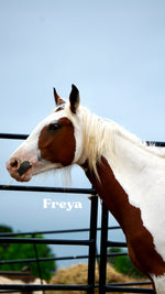 Load image into Gallery viewer, Want to stay connected with one of these lucky horses?!
