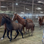 Load image into Gallery viewer, A Thanksgiving Miracle:  21 Wild Horses RESCUED

