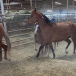 Load image into Gallery viewer, A Thanksgiving Miracle:  21 Wild Horses RESCUED
