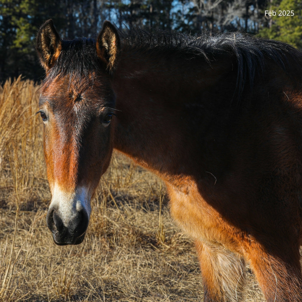 $15 out of $200 Needed to be Fully Sponsored Unnamed Bay Mare - ROAR Mustang #11
