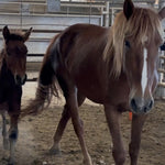 Load image into Gallery viewer, A Thanksgiving Miracle:  21 Wild Horses RESCUED
