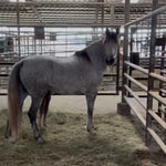 Load image into Gallery viewer, A Thanksgiving Miracle:  21 Wild Horses RESCUED
