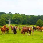 Load image into Gallery viewer, A Thanksgiving Miracle:  21 Wild Horses RESCUED
