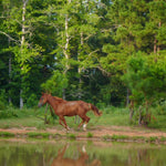 Load image into Gallery viewer, A Thanksgiving Miracle:  21 Wild Horses RESCUED
