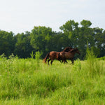 Load image into Gallery viewer, A Thanksgiving Miracle:  21 Wild Horses RESCUED
