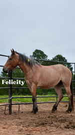 Load image into Gallery viewer, Want to stay connected with one of these lucky horses?!
