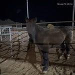 Load image into Gallery viewer, Syra: $30 Raised out of $200 Needed in Monthly Sponsorships to Offer Sanctuary for LIFE!
