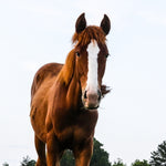 Load image into Gallery viewer, Aspen

