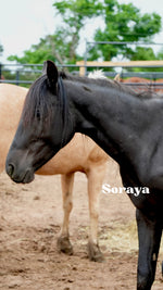 Load image into Gallery viewer, Want to stay connected with one of these lucky horses?!
