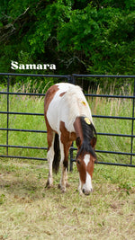 Load image into Gallery viewer, Want to stay connected with one of these lucky horses?!
