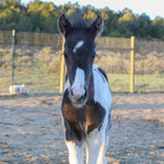 Load image into Gallery viewer, Magness the South Steens Foal
