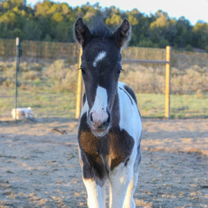 Magness the South Steens Foal