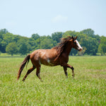 Load image into Gallery viewer, Bronze the Reservation Colt
