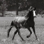Load image into Gallery viewer, Bronze the Reservation Colt

