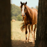 Load image into Gallery viewer, Bronze the Reservation Colt

