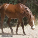 Load image into Gallery viewer, Tristan of The Salt River
