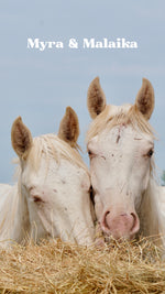 Load image into Gallery viewer, Want to stay connected with one of these lucky horses?!
