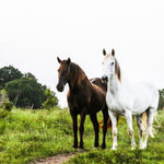 Load image into Gallery viewer, Pecos
