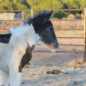 Magness the South Steens Foal