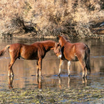 Load image into Gallery viewer, Tristan of The Salt River
