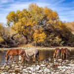 Load image into Gallery viewer, Tristan of The Salt River
