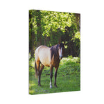 Load image into Gallery viewer, "The Watchful One" Canvas
