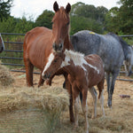 Load image into Gallery viewer, Dynamite &amp; his momma Dixie
