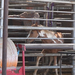Load image into Gallery viewer, Dynamite &amp; his momma Dixie
