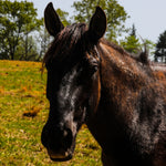 Load image into Gallery viewer, Syra

