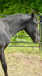 Load image into Gallery viewer, Want to stay connected with one of these lucky horses?!
