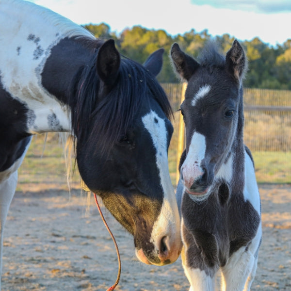 Magness the South Steens Foal