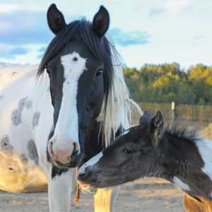 Dahlia the South Steens Mare