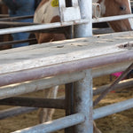 Load image into Gallery viewer, Dynamite &amp; his momma Dixie
