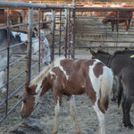 Load image into Gallery viewer, Dynamite &amp; his momma Dixie
