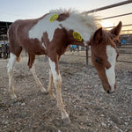 Load image into Gallery viewer, Dynamite &amp; his momma Dixie
