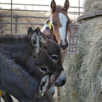 Load image into Gallery viewer, Dynamite &amp; his momma Dixie
