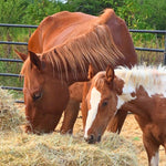 Load image into Gallery viewer, Dynamite &amp; his momma Dixie
