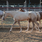 Load image into Gallery viewer, Bonded Reservation Mustang Recipient Mares
