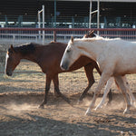 Load image into Gallery viewer, Bonded Reservation Mustang Recipient Mares
