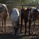 Load image into Gallery viewer, Bonded Reservation Mustang Recipient Mares
