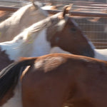 Load image into Gallery viewer, Bonded Reservation Mustang Recipient Mares
