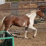 Load image into Gallery viewer, Bonded Reservation Mustang Recipient Mares
